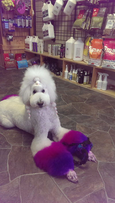 Salon Creative: dyeing tails & Legs- How to do it- with video