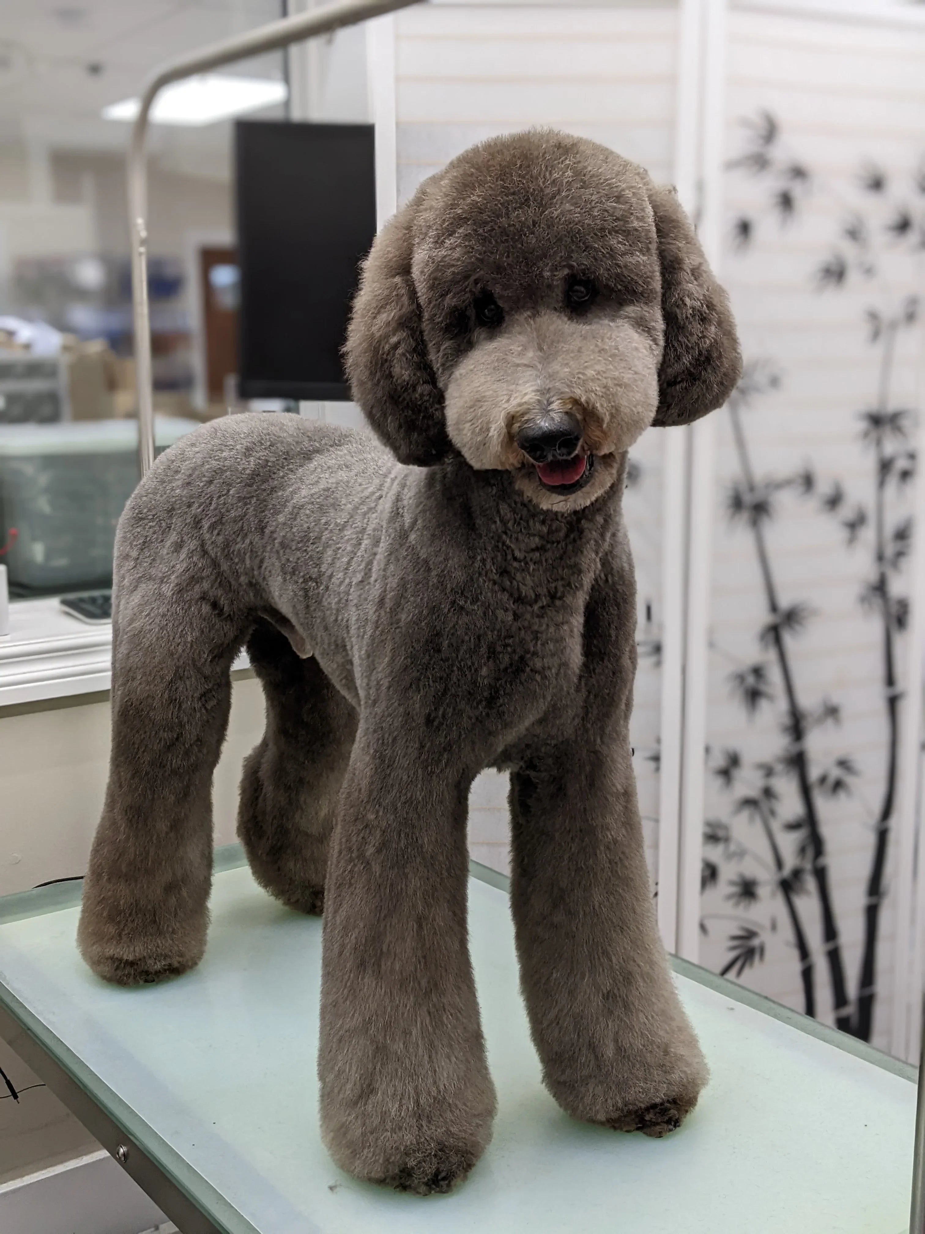 Asian style Teddy Bear groom-Standard poodle – Canadian Grooming