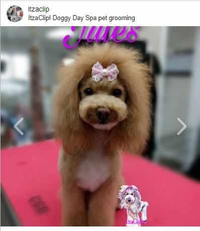 Poodle Brushing Bundle-Scented