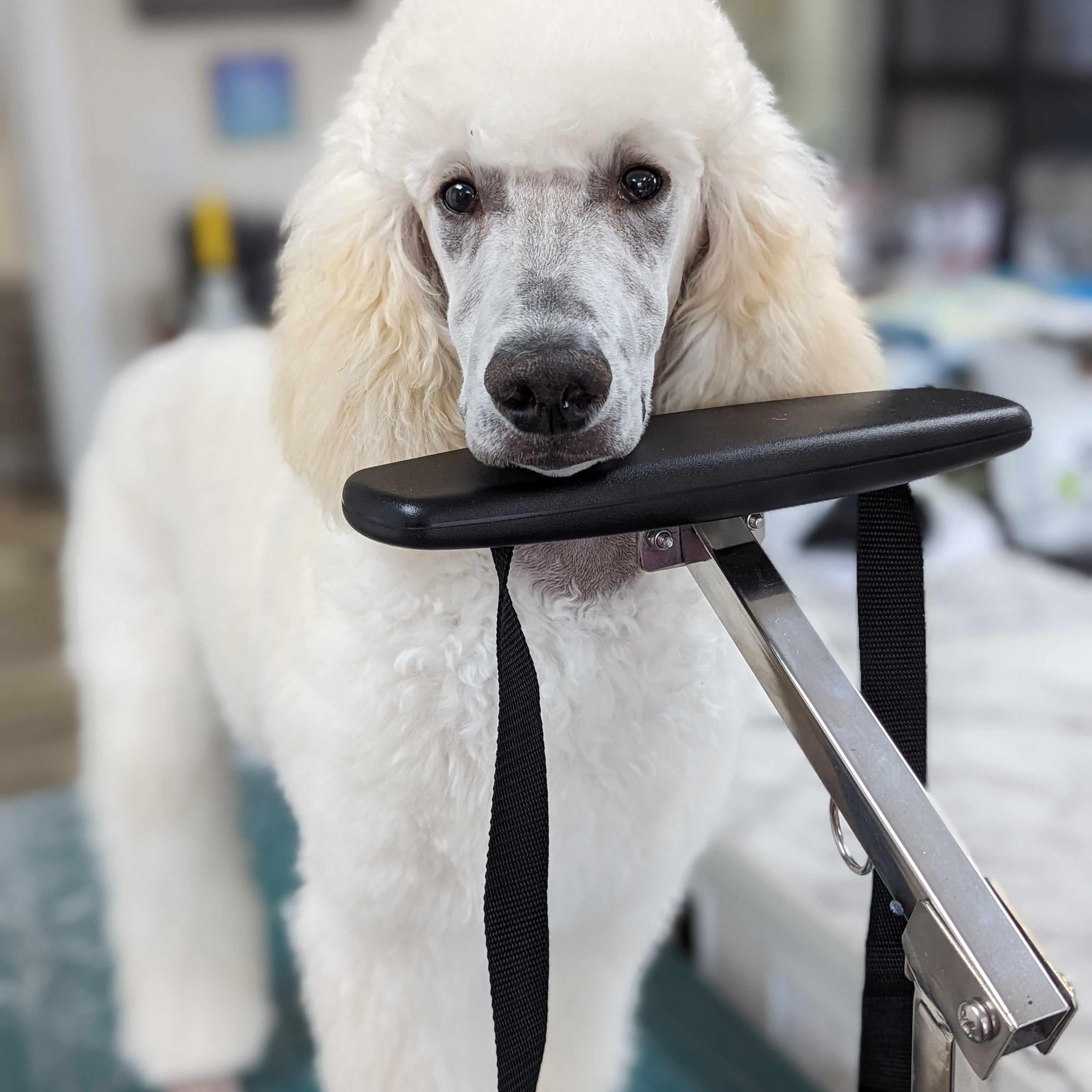 Chin Butt rest grooming arm