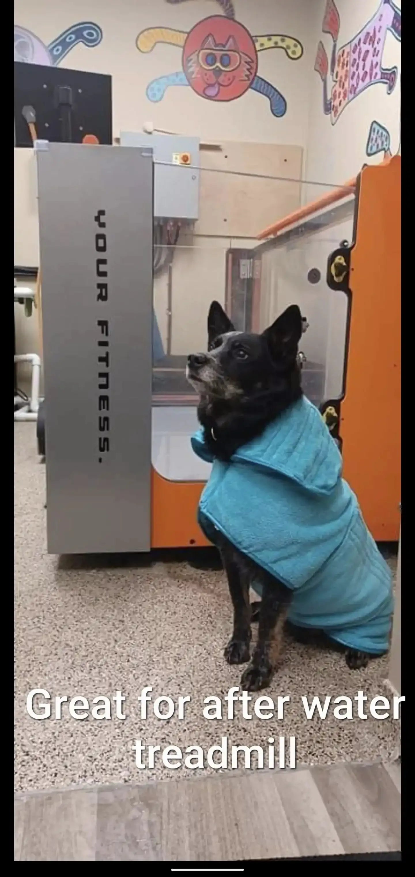 Show Tech Active Coat -Turquoise