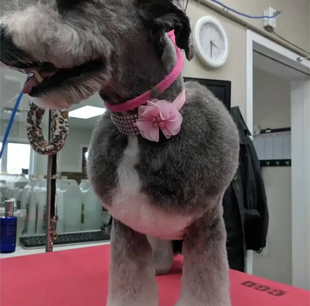 Sparkle Chiffon collars