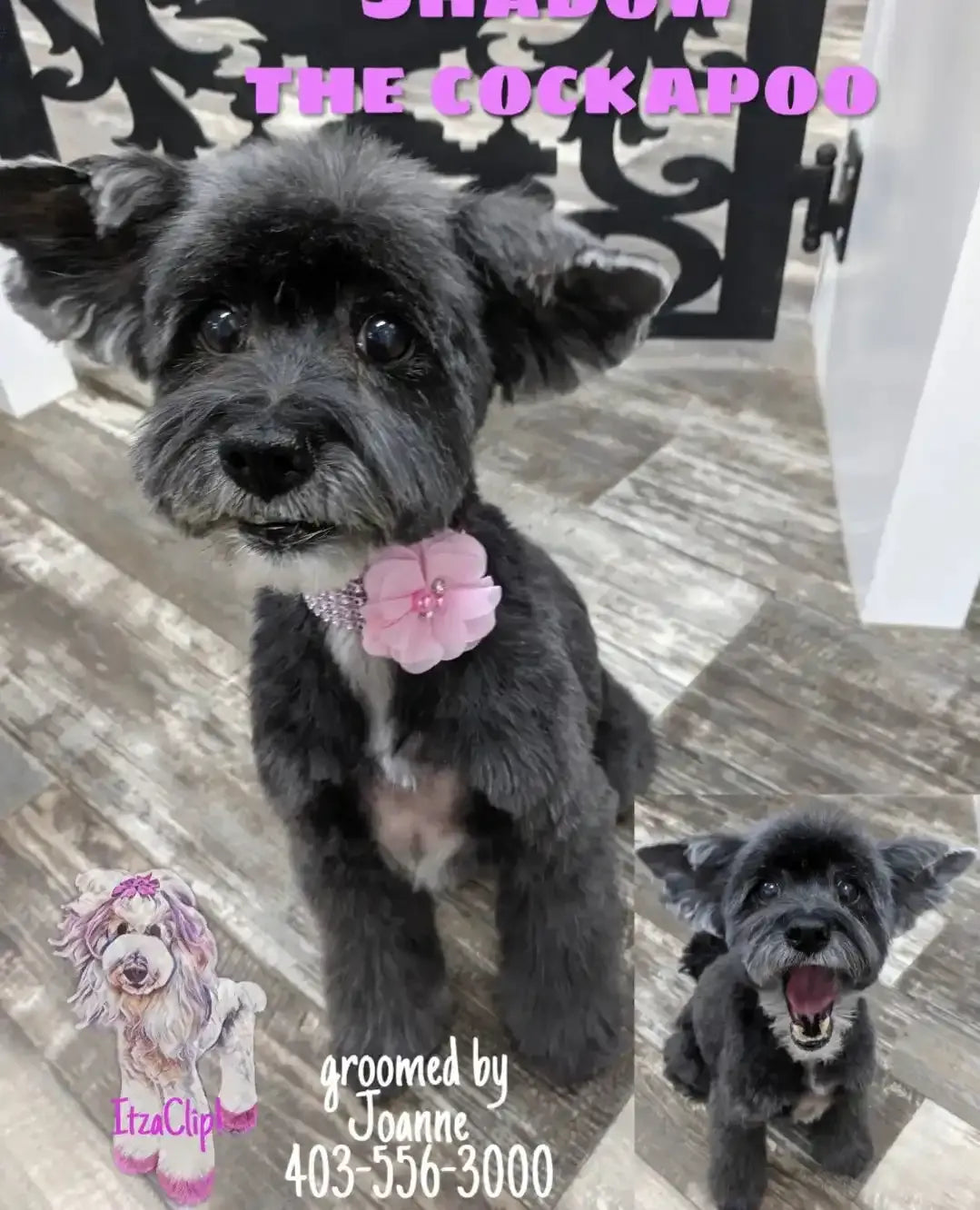 Sparkle Chiffon collars