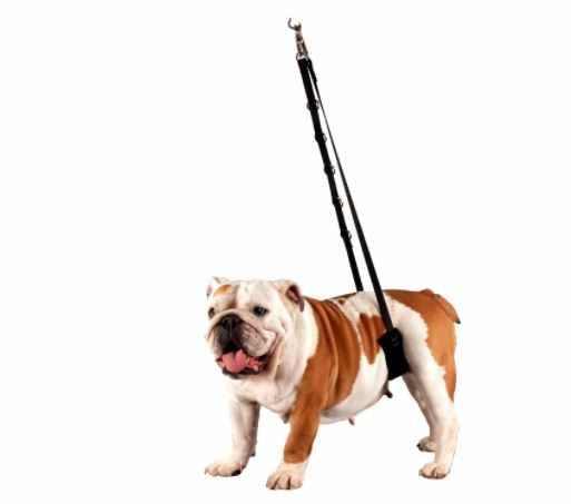 Show tech Comfort Padded Belly Strap