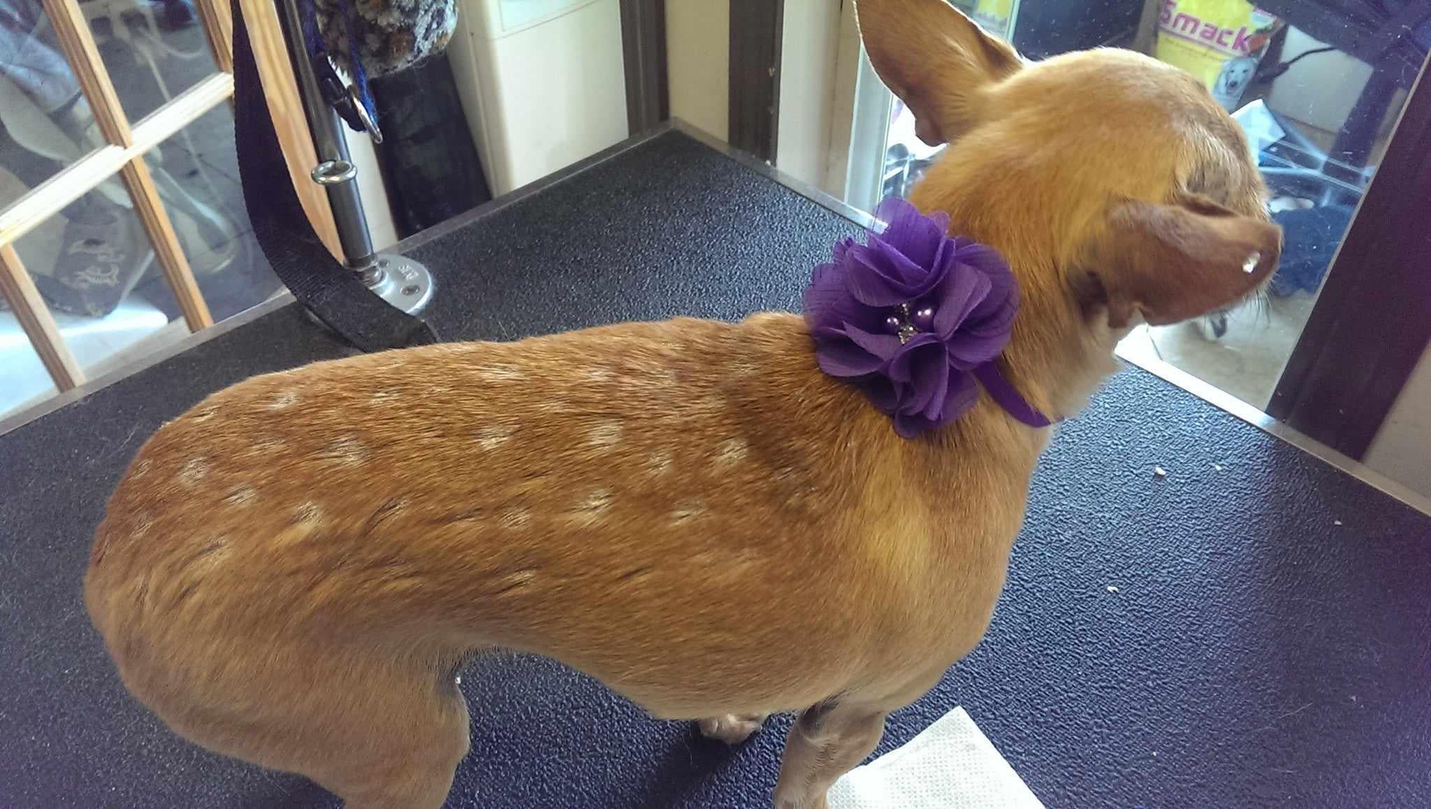 Fluttery Chiffon flower with stones & pearls