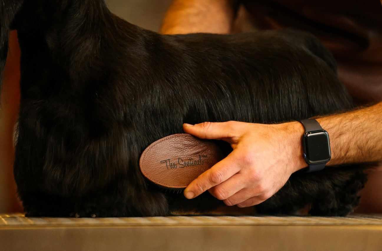 The Sentinel Terrier Pad