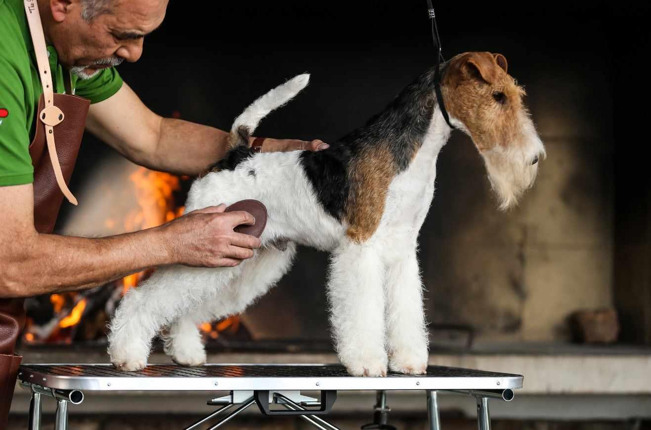 The Sentinel Terrier Pad