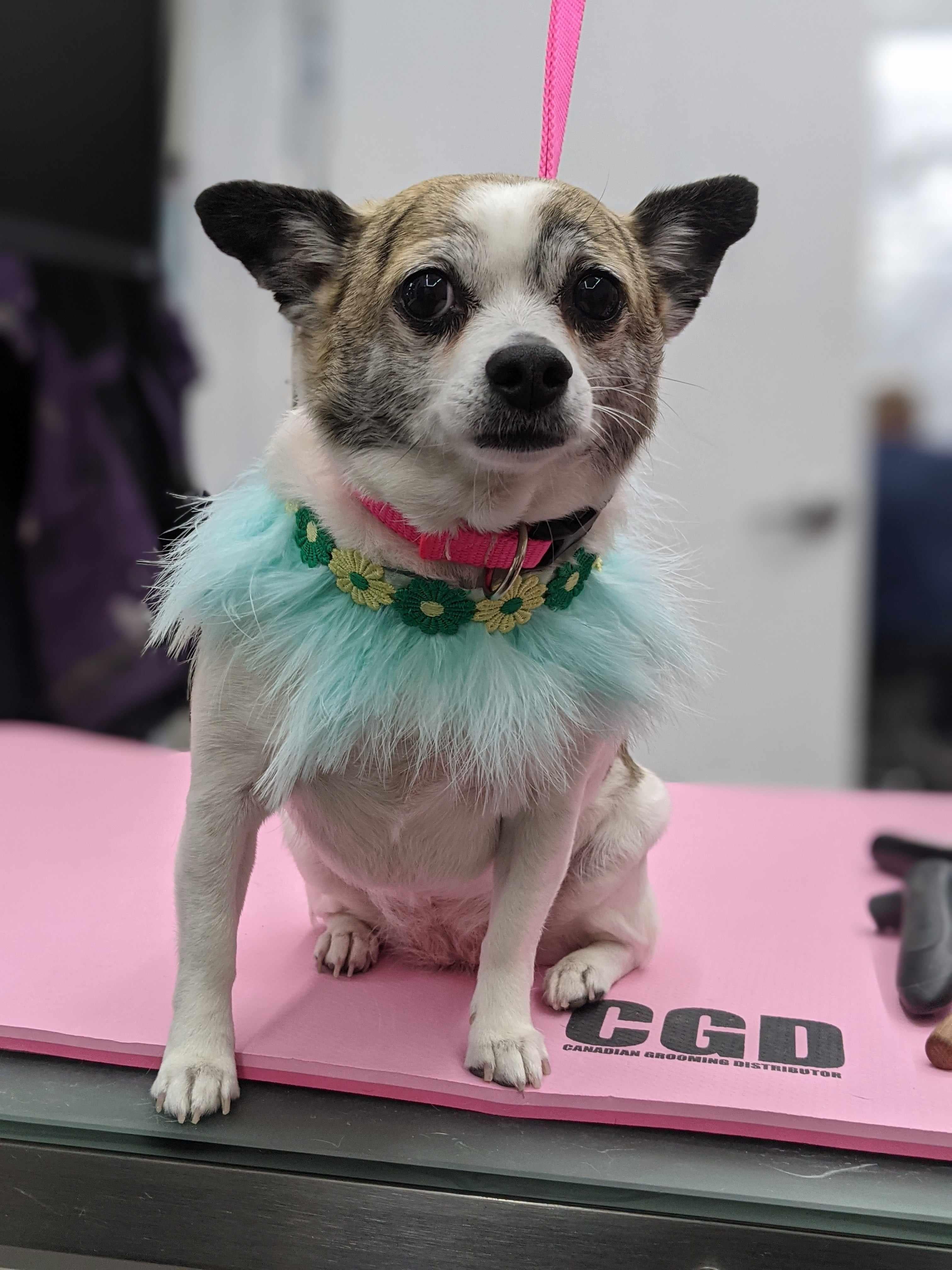 Spaw pad - antiPAWtigue table mat