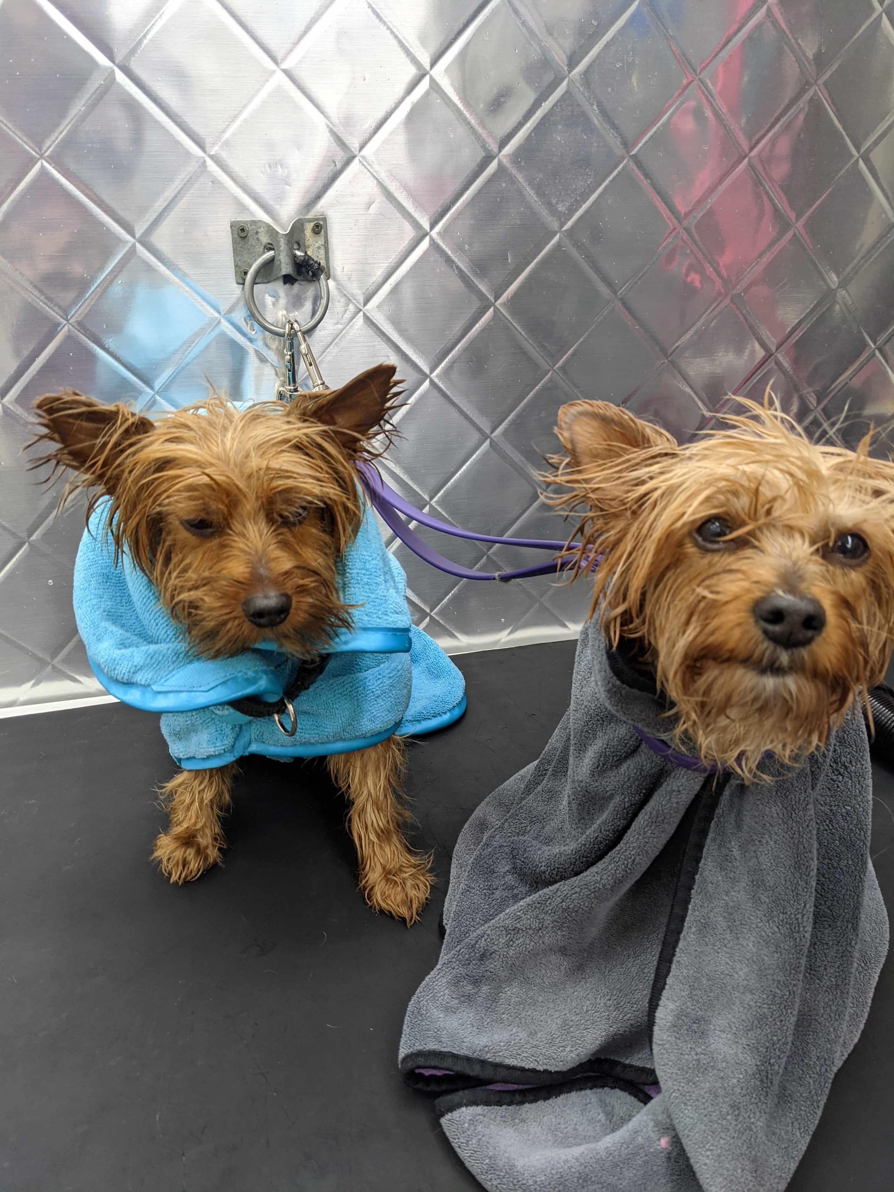 Show Tech Active Coat -Turquoise