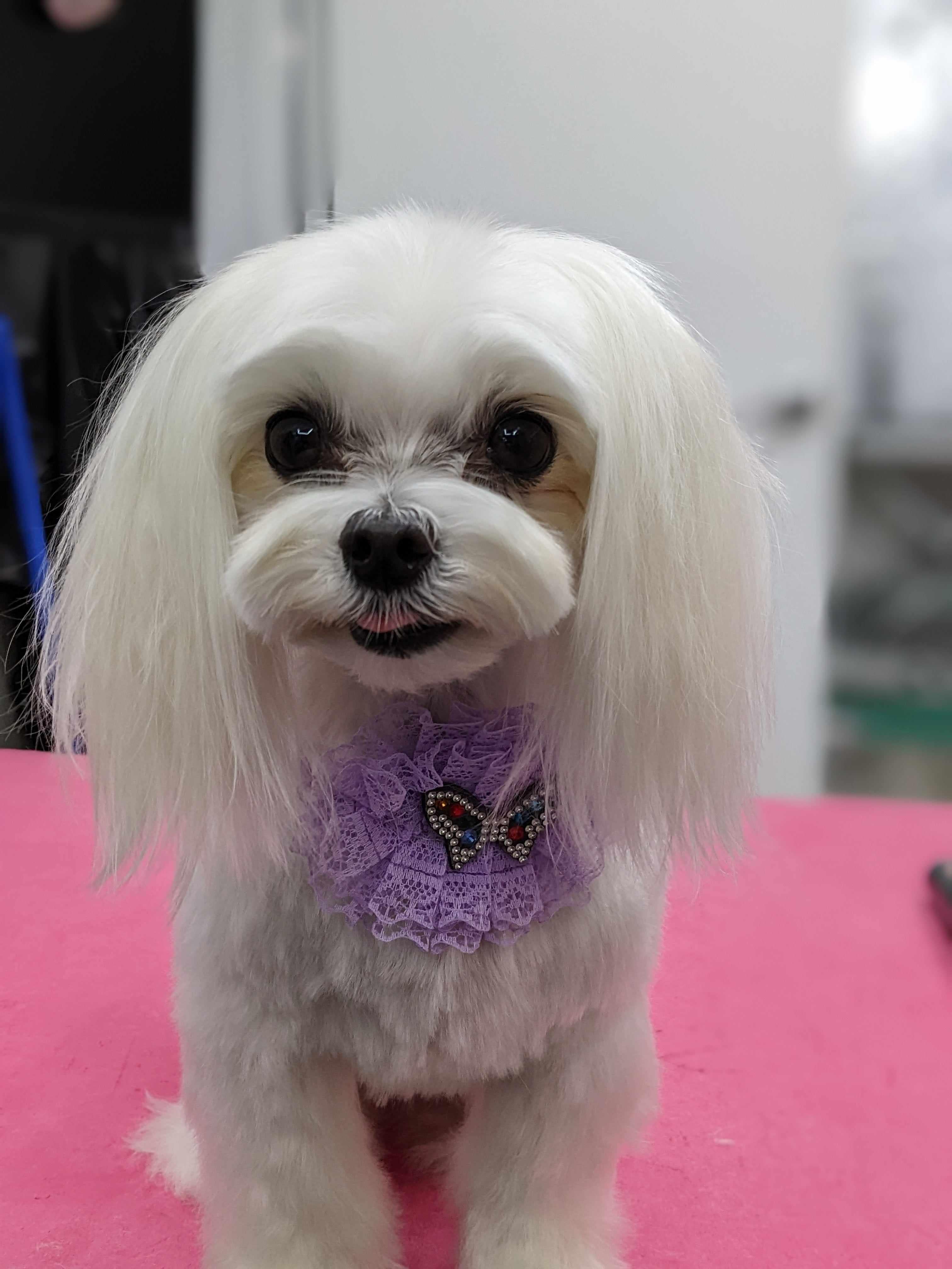 Glitter & lace oval collars