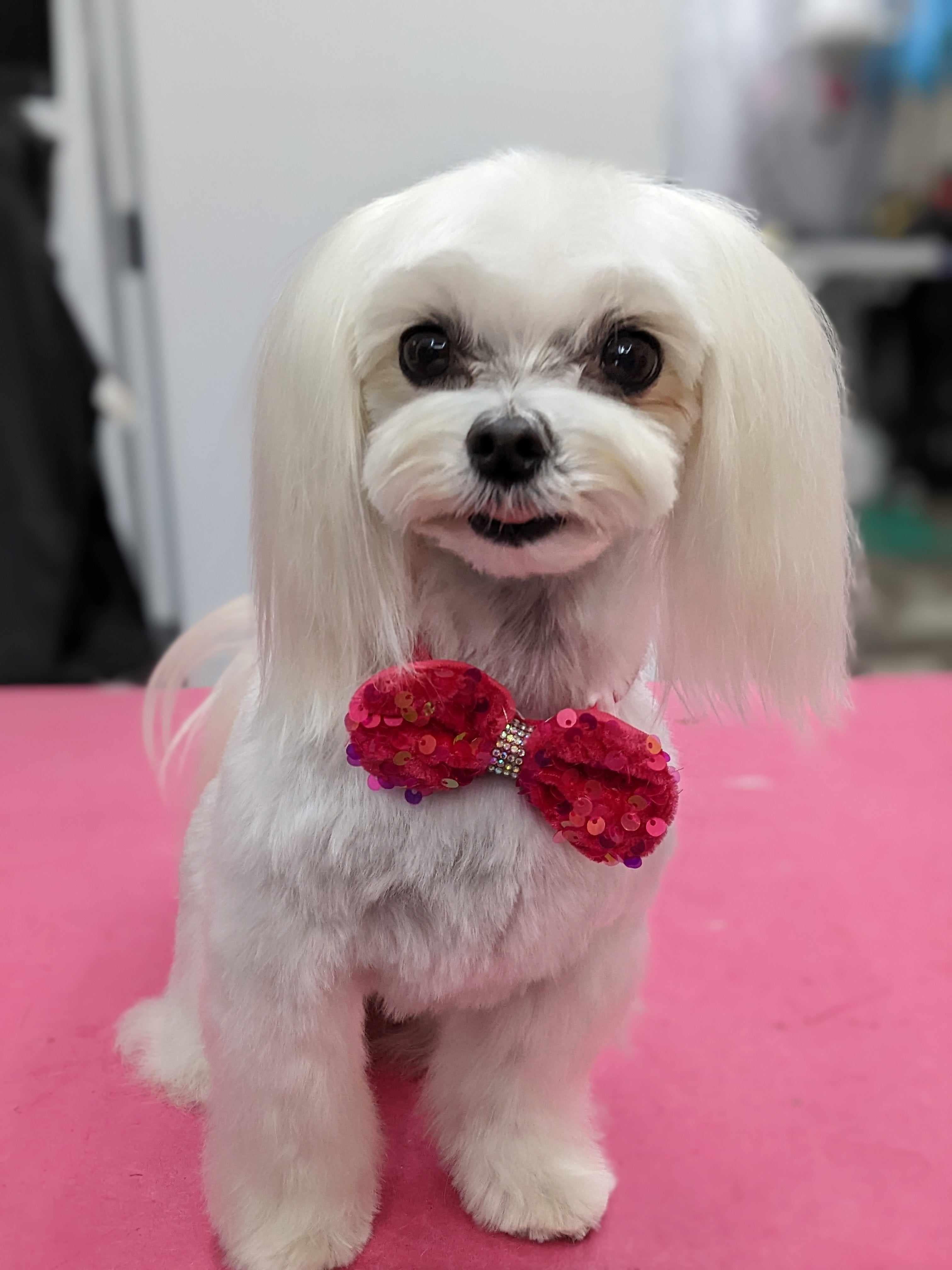 Sequins & Bling Bowties