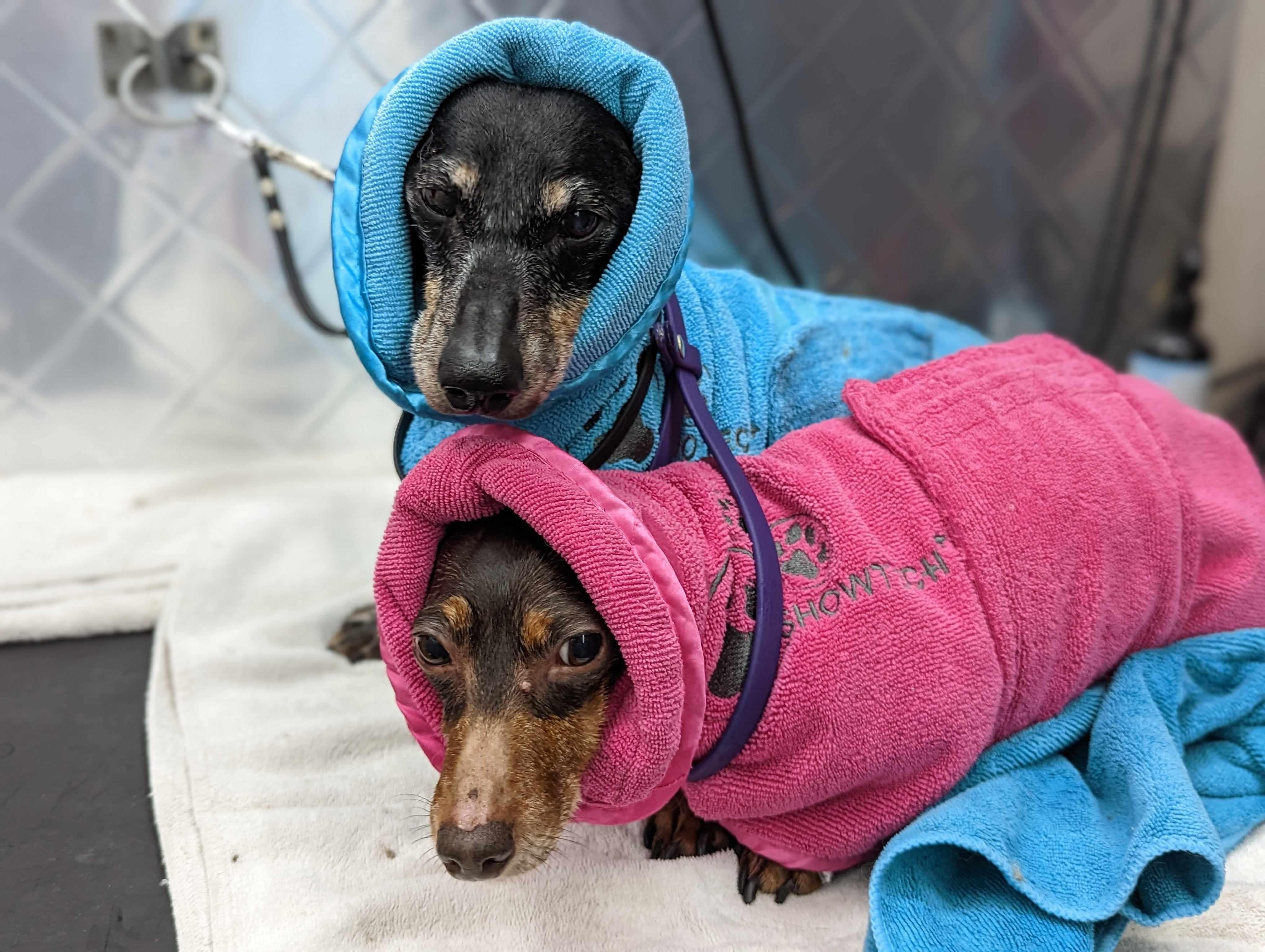 Show Tech Active Coat -Turquoise