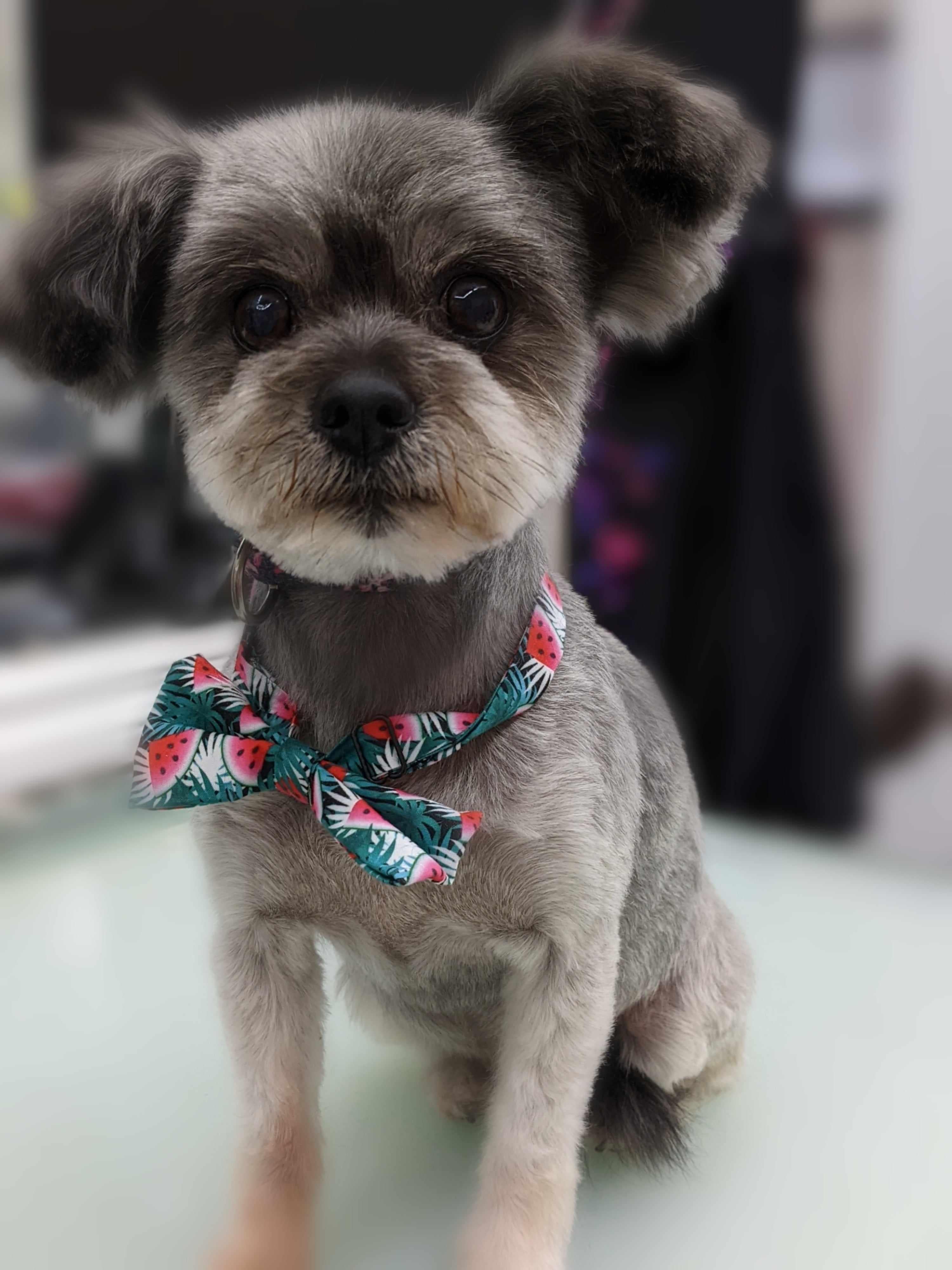 Summertime Fun Bowties