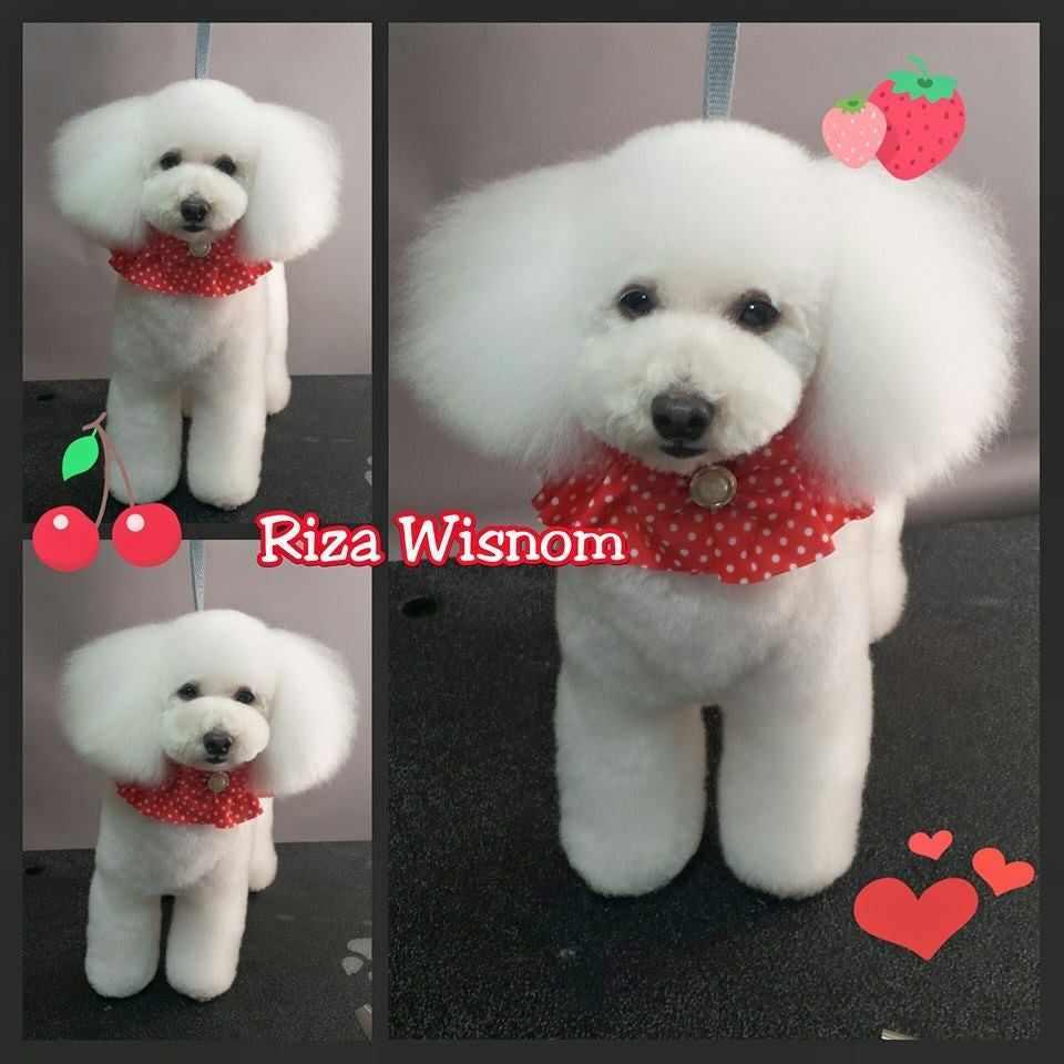 Asian Style Grooming manuals- By Riza Wisnom