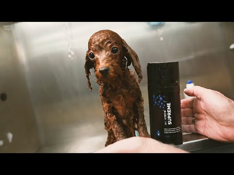 ShowTech+ Supreme Shampoo