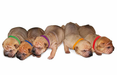 Shar online pei dog breeders near me - Main Image