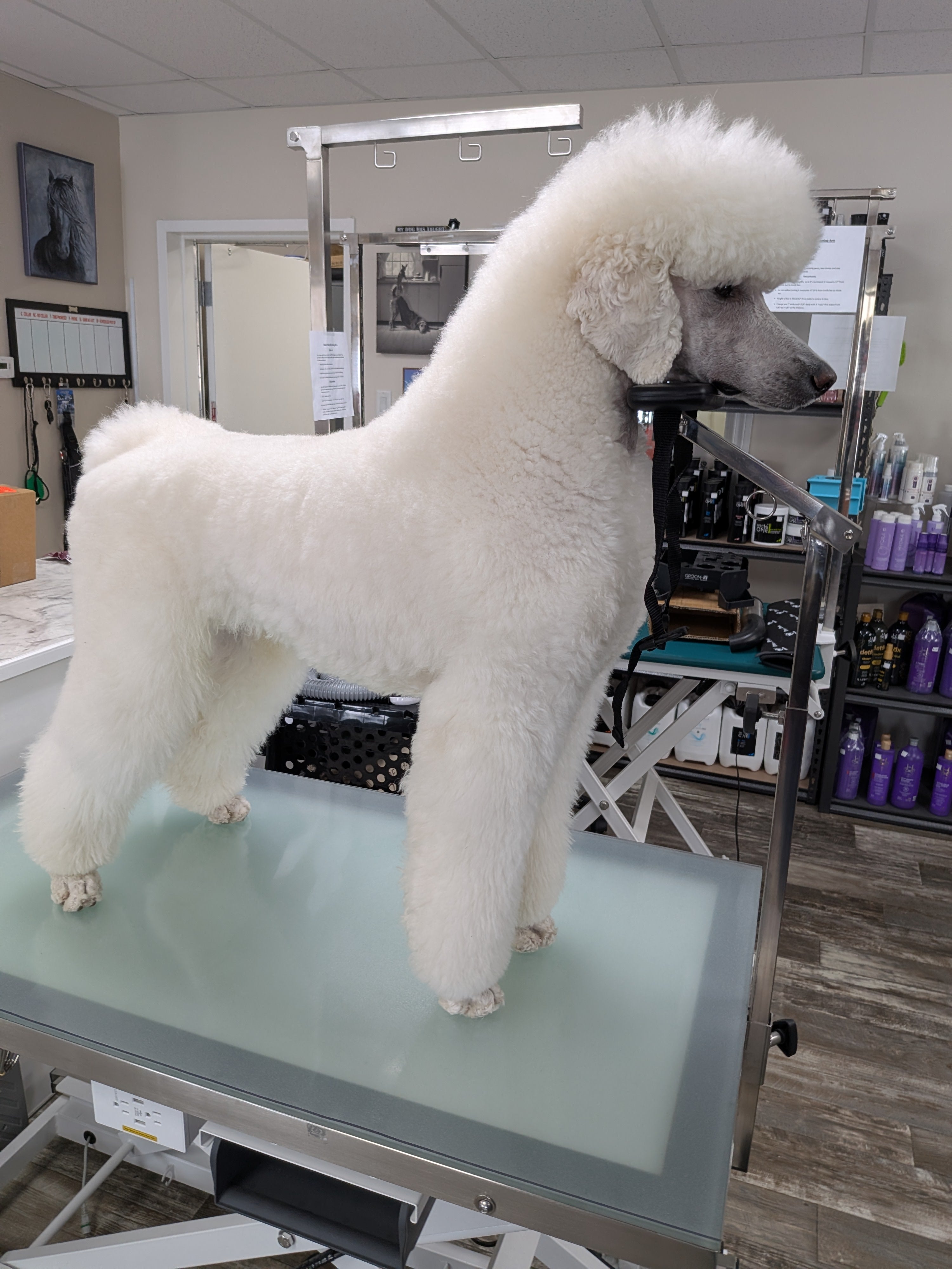 Bras de toilettage repose-menton et fesses