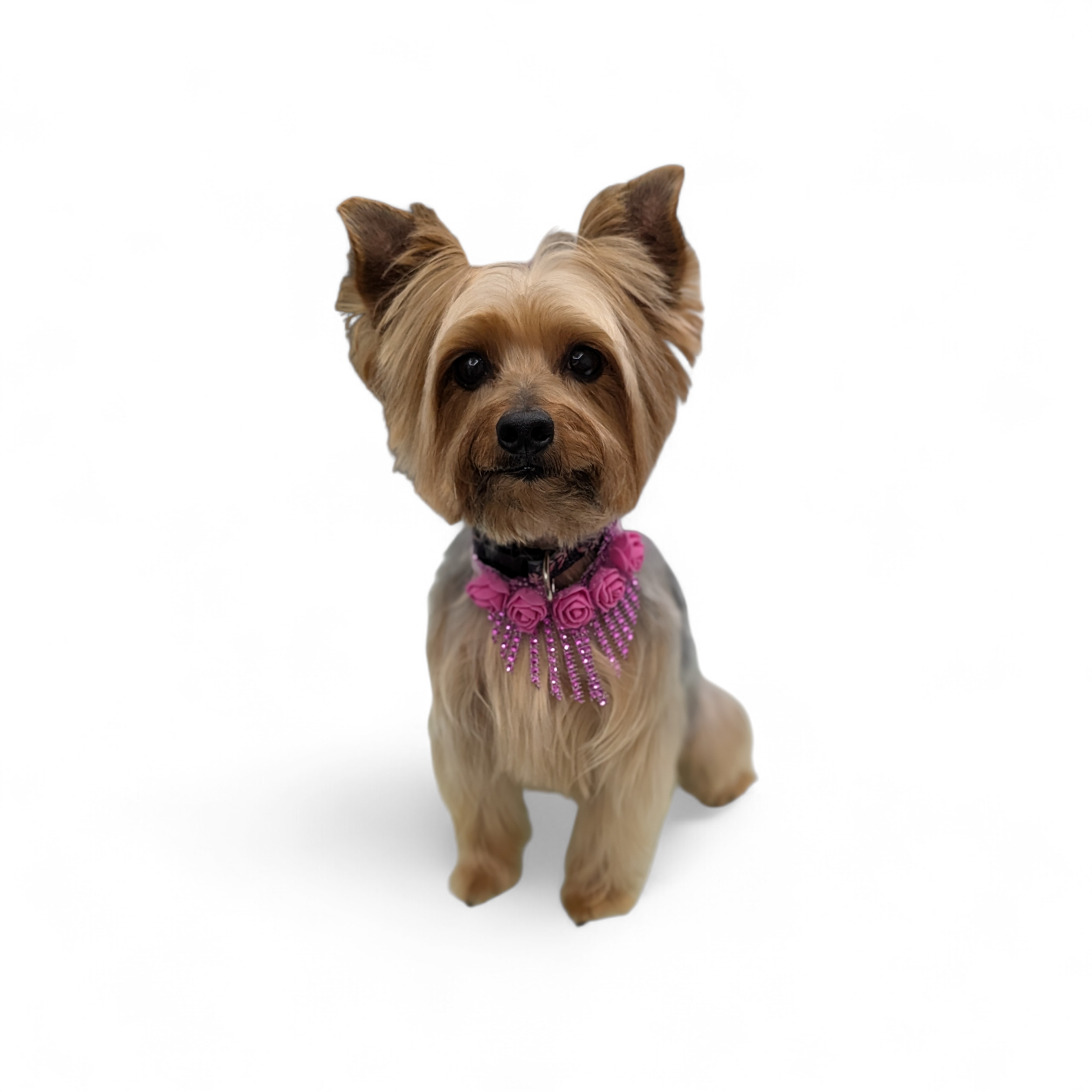 Sparkle Wrap Chandelier Rose Collars