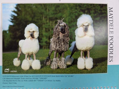 Poodle Club of Canada calendar 2025