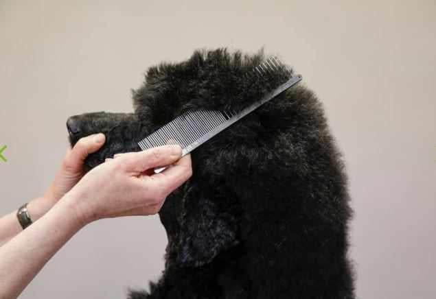 Aesculap Stainless steel Combs